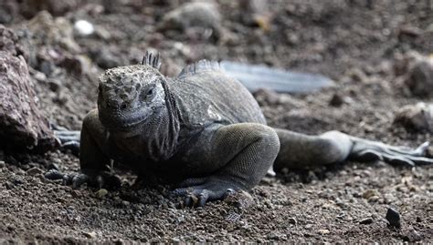 Iguanas reproducing on a Galapagos island century after disappearing ...