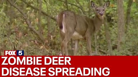 'Zombie' deer disease is spreading - YouTube