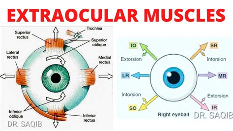 Extraocular Movements Conjugate