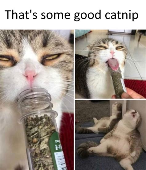 High Cat Meme