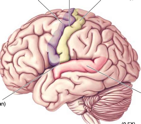 Selected gyri, sulci and fissures Diagram | Quizlet