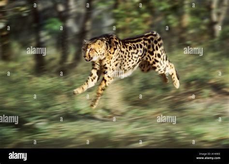 King cheetah running South Africa Stock Photo - Alamy