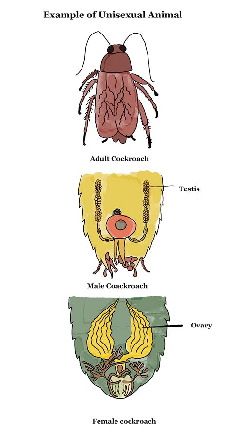 Sexual Reproduction | GCSE Biology Revision Notes