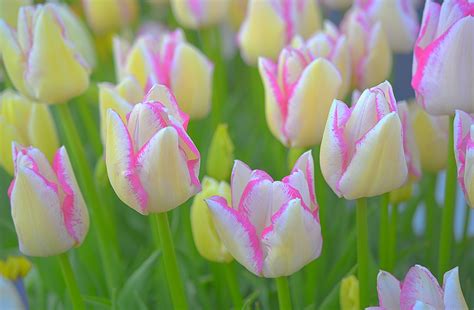 Pink-and-white Tulip flowers at daytime HD wallpaper | Wallpaper Flare