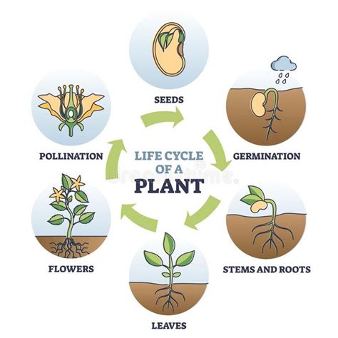 Life Cycle of Plant with Seeds Growth in Biological Labeled Outline ...