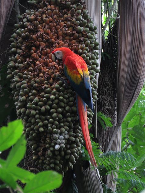 Free photo: Macaw Eating - Animal, Bird, Eat - Free Download - Jooinn