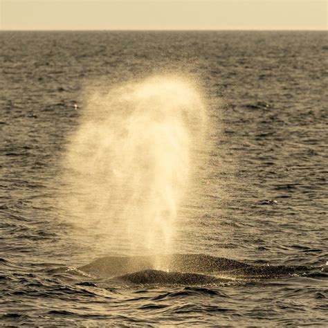 Gray Whale Migration Adventure - Dolphins and Sunset Views