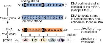 The Mrna Strand Is Synthesized in the 5'-to-3' Direction