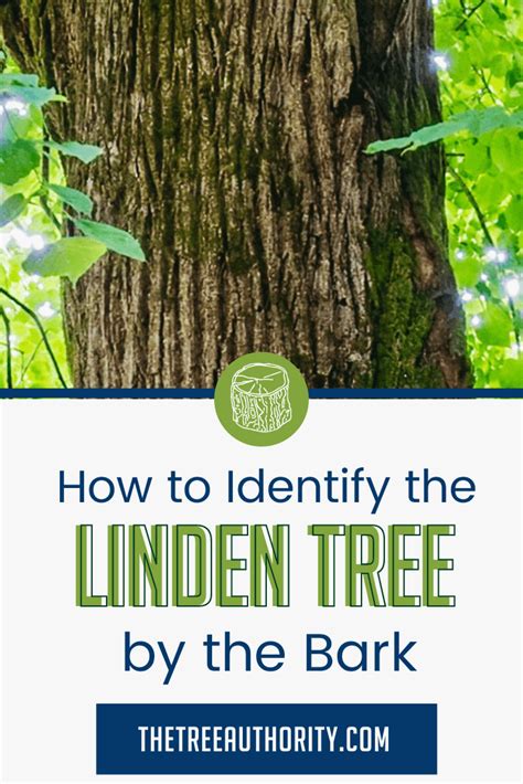 Linden Tree Facts (Tilia americana) - The Tree Authority