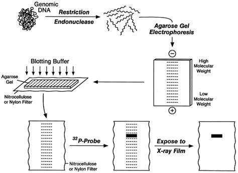 Southern Blotting: principle, procedure and application - Online Biology Notes