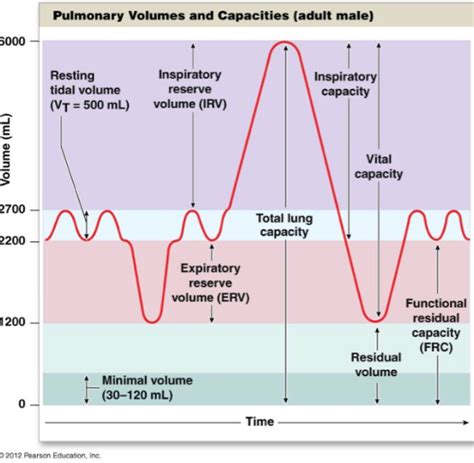 Inspiratory Reserve Volume Definition - cloudshareinfo