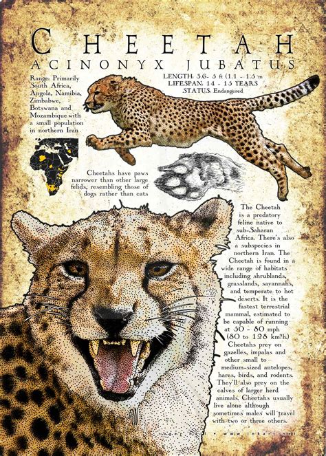 Cheetah Poster Print / Infographic