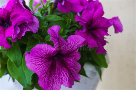 Bouquet of Purple Petunias in a Flower Pot. Stock Photo - Image of flower, beautiful: 150330356