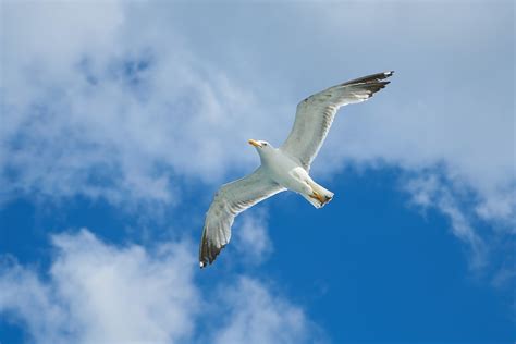 Birds Flying In A Circle Spiritual Meaning And Interpretation