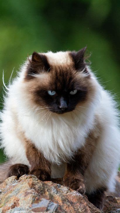 Siamese Himalayan Mix - 15 Fascinating Facts About Siamese Cat ...