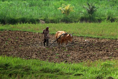 Bajak Sawah Secara Tradisional - ACEHKITA.COM