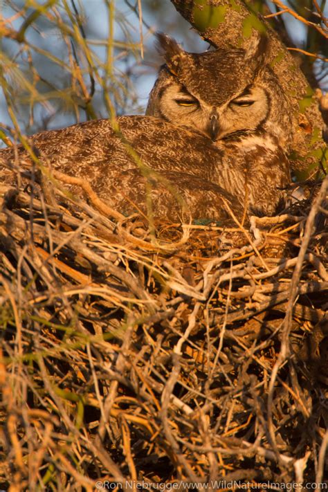 Great Horned Owl | Fountain Hills, Arizona. | Photos by Ron Niebrugge