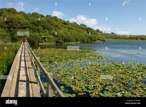 Bosherston Lily Ponds, Pembrokeshire, Wales Stock Photo - Alamy