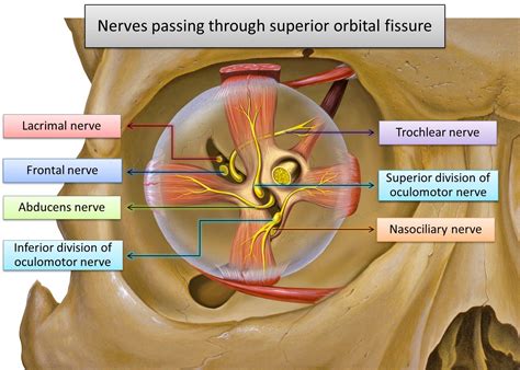 SUPERIOR ORBITAL FISSURE | Anatomia e fisiologia, Fisiologia, Anatomia do olho