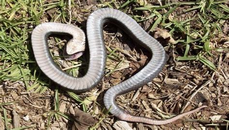 ‘zombie Snake’ Spotted In NC Park (Pictures) - Travel - Nigeria