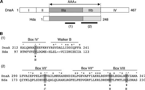 Structure of DnaA and Hda and the mutation sites. (A) Domain structure... | Download Scientific ...