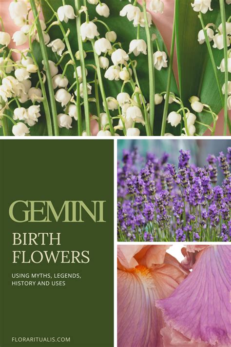 Celebrate your birth month with the perfect gemini birth flower! Discover the meanings behind ...