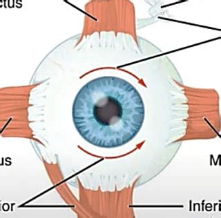 11.3 Extrinsic Eye Muscles Diagram | Quizlet