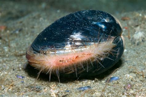 Meet Ming the clam - the oldest animal in the world! | Museum Wales