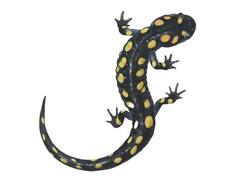 Salamander PNG Transparent Images