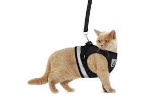 Best Cat Harness (No Escape, Safe, Travel Top 5 Picks)