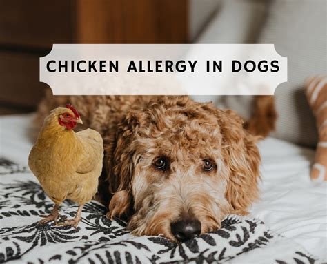 Chicken Allergy in Dogs. Everything you need to know! | Dog allergies ...