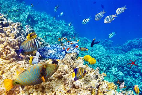 Fond d'écran : mer, eau, poisson, sous-marin, récif de corail, océan ...