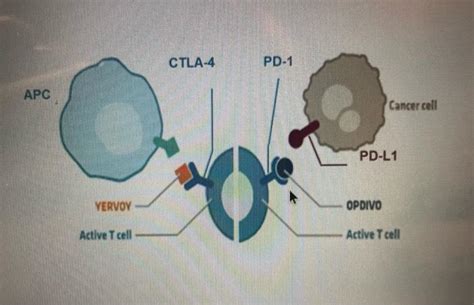 Solved opdivo-yervoy is a new immunotherapy ( two different | Chegg.com