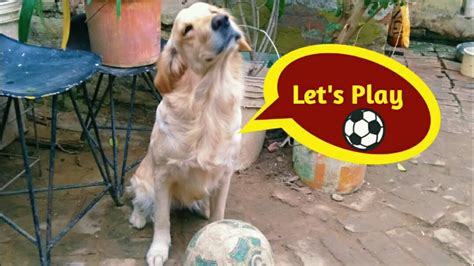 My Dogs Playing Football ⚽/Funny Dog Video/Buddies Pawer - YouTube