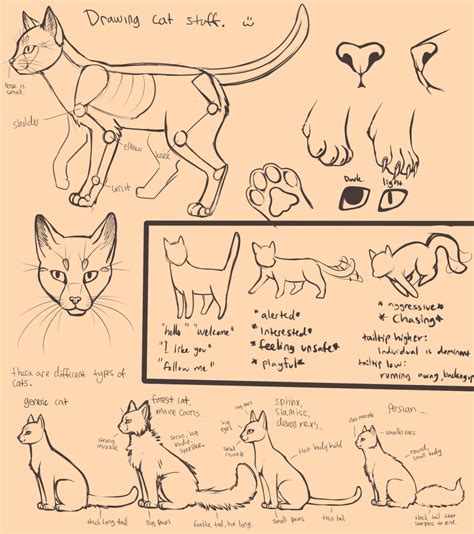 Cat Anatomy Drawing at GetDrawings | Free download