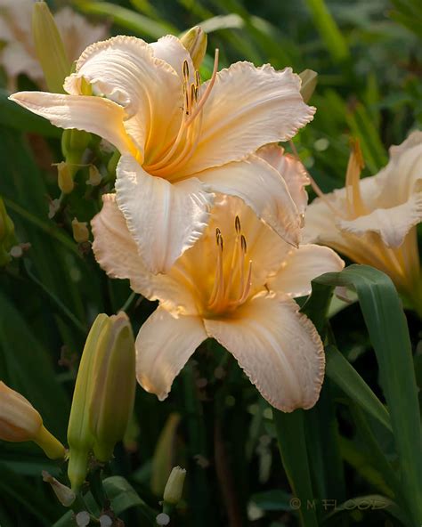 Lilies in a beautiful shade of Peach Photograph by Michael Flood