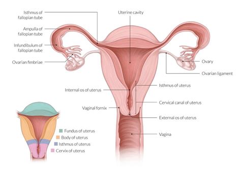 Uterus - Emedicodiary