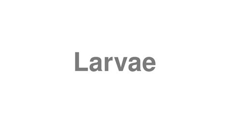 How to Pronounce "Larvae" - YouTube