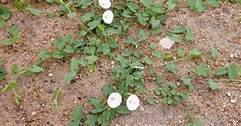 Ways To Control Field Bindweed