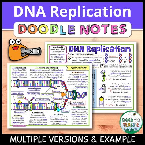 Dna Replication Steps Worksheet