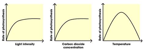 #44 Limiting factors in photosynthesis | Biology Notes for IGCSE 2014 & 2024