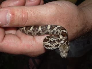 juvenile black rat snake | initially believed to be an easte… | Flickr