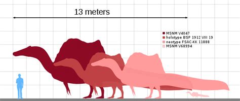 Spinosaurus | The Spinosaurus Was The Largest Carnivorous Dinosaur