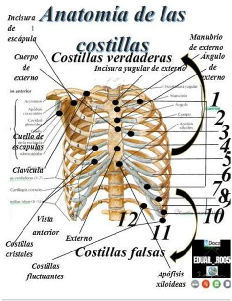 Anatomía De Las Costillas Anatomia, Anatomía, Anatomía, 56% OFF