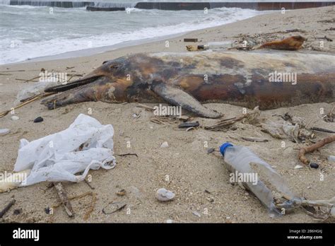 Dead Dolphin washed up on the sandy beach is surrounded by plastic ...