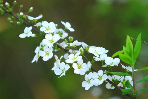 Snow Willow Flower Picture And HD Photos | Free Download On Lovepik