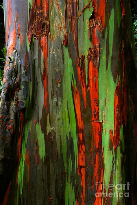 Rainbow Eucalyptus Bark Photograph by John Nichols - Fine Art America