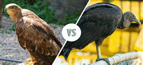 What're the Differences Between Buzzards and Vultures? (With Pictures) - Optics Mag