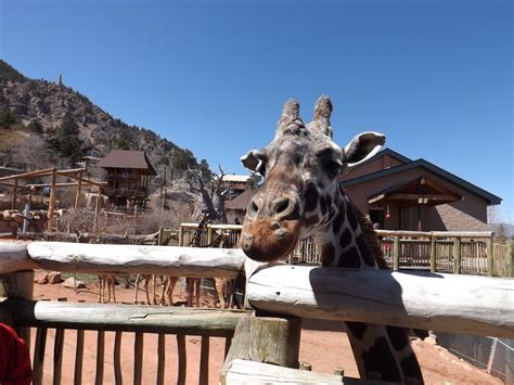 Colors of the World: Weekend in Colorado Springs zoo. Выходные в зоопарке Колорадо Спрингс