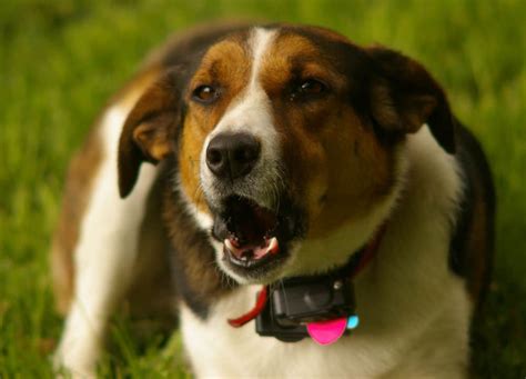 Best Dog Bark Collar (Oct. 2018) - Buyer's Guide and Reviews